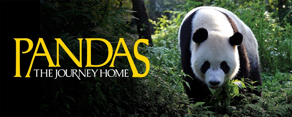 دانلود مستند بازگشت به خانه Pandas: The Journey Home 2014 دوبله فارسی